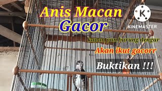 Download lagu ANIS MACAN NGEPLONG MERDU || Kapan pun Anis Anda Denger Akan Emosi dan Ngeplong //pagi-siang-malam mp3