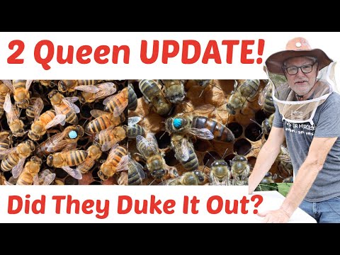 Beekeeping | One Hive, Two Queens: The Moment Of Truth!