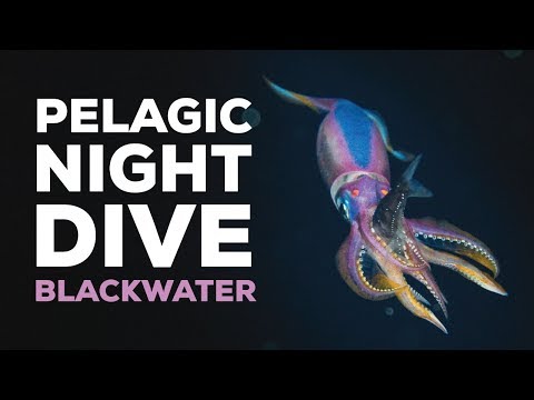 Kona Blackwater Dive