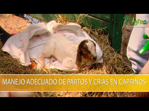 , title : 'Manejo Adecuado de Partos y Crias en Caprinos - TvAgro por Juan Gonzalo Angel Restrepo'