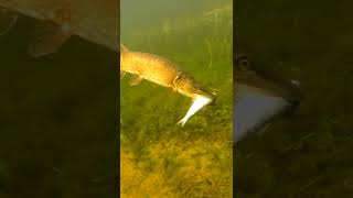 Pike love eating herring. #shorts #new #fishing
