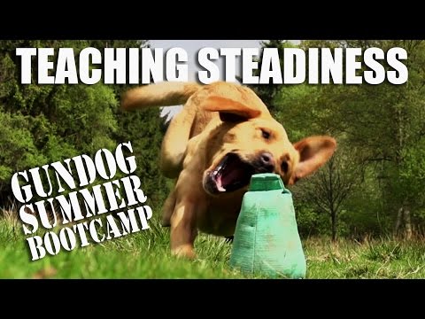 Gundog Summer Boot Camp: Teaching Steadiness