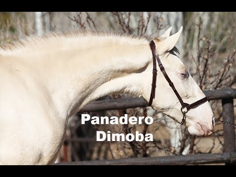 Panadero Dimoba (Publicado 27-1-2018)