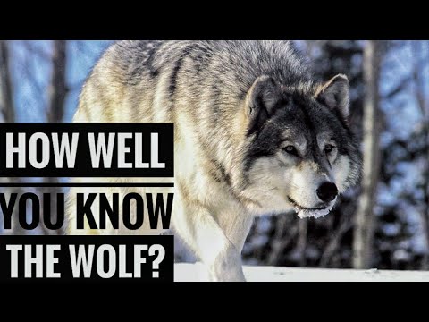 image-What is an adjective for wolf?