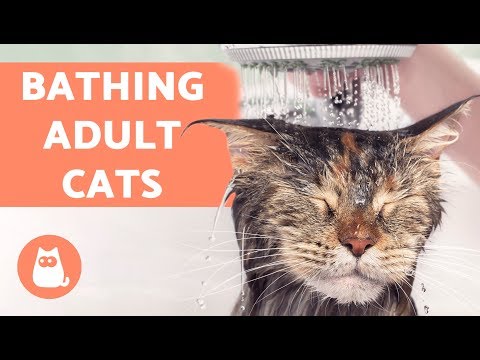 How to Wash an Adult Cat for the First Time - YouTube