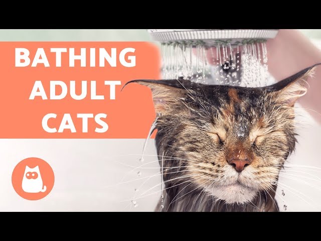 Are you supposed to give cats baths?