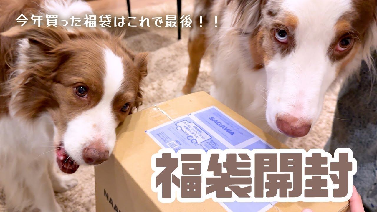 2026年NAAFさんの福袋を開封していくよ🎁🐶✨【ボーダーコリー×オーストラリアンシェパード】