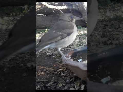 Birdday 072 Zorzal chalchalero 1807 25