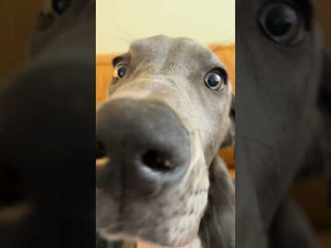 The Great Dane but make him a baby 🖤 Knox is 4 months old #greatdane