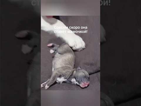 умная собака выбрала себе хозяев #хаски #историяхаски #историямамыхаски #доберманграф #доберман