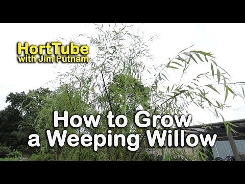 How to grow a Weeping Willow - Salix babylonica - Fast Growing Graceful Tree