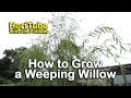 How to grow a Weeping Willow - Salix babylonica - Fast Growing Graceful Tree