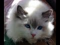 Power Trip! -5 Month Old Ragdoll Kitten Rosey's 3rd Vlog