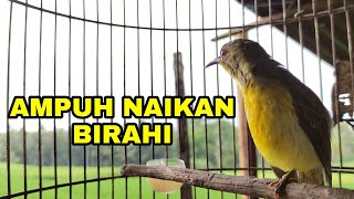 Download lagu SUARA KOLIBRI KELAPA BETINA MEMANGGIL JANTAN mp3 Download lagu SUARA KOLIBRI KELAPA BETINA MEMANGGIL JANTAN mp3