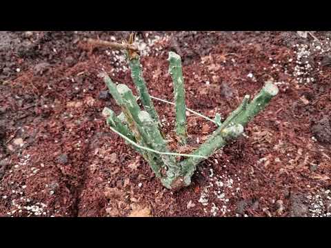 Planting Bare-Root Roses Part 2: Planting at Ground Level: A Quiet Alternative That Prevents Dieback