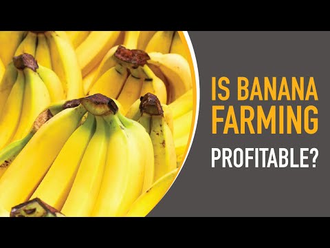 Is Potato Farming Profitable