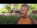 Dubbel feest! Olifant Irma woont 45 jaar in Diergaarde blijdorp én wordt morgen 50 jaar