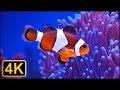 4K - Beautiful ocean clown fish turtle aquarium -  Relaxing and sleeping music