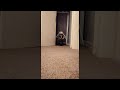 French Bulldog Has Too Much Energy during Playtime || ViralHog