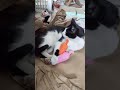 Tuxedo Cat Kick And Scratch Toys