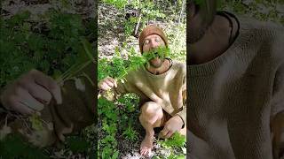 Spring Foraging Abundance in a CIty Park