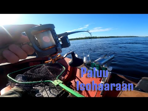 Lohen soutua Kemijoen Isohaarassa