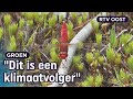 Deze ‘Spaanse schone’ vertelt dat het warmer wordt hier | RTV Oost