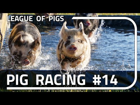 League of Pigs - Season 4 - Round 2!