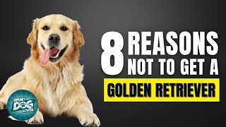 8 Reasons Why You Should Not Get a Golden Retriever