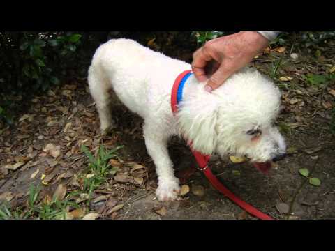 Mayor Jr., an adopted Poodle & Bichon Frise Mix in Houston, TX_image-1