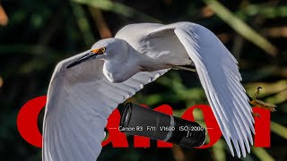 800mm is my favorite focal length for wildlife. The Canon RF 800mm f/11 lens just may be my favorite