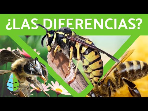 , title : 'Diferencia entre avispa, abeja y abejorro 🐝 (TODA LA INFORMACIÓN)'