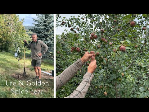Planting Pear Trees: What to Expect 10 Years Later