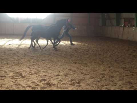 Stutfohlen von Rock Forever - Stedinger - Akzent II