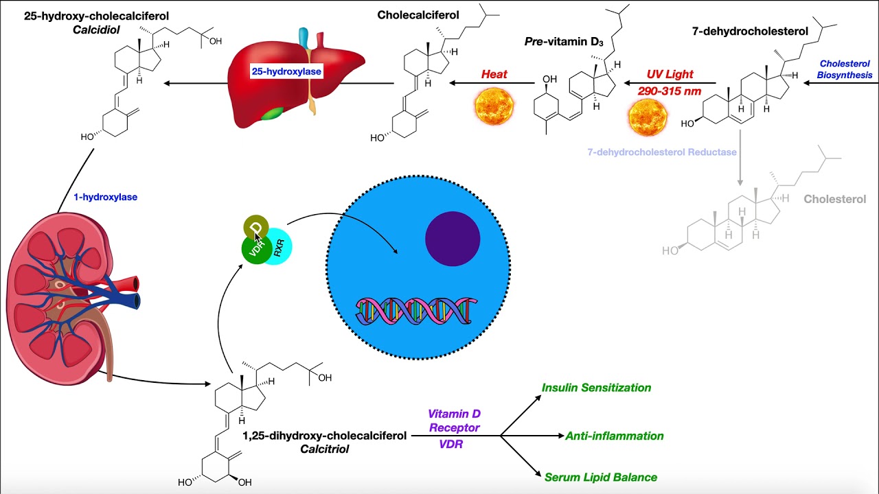 Vitamin D | Biosynthesis & the Vitamin D Receptor