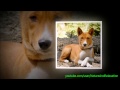 Basenji - El Perro Basenji - Razas de Perros