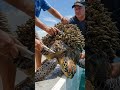 Humans help turtles get rid of barnacles - Super Stress-relieving Episode 2
