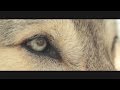 Женя Ремез - Одинокий волк 