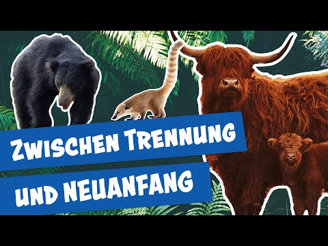 Emotionale Tiergeschichten aus Zoo und Tierpark | Panda, Gorilla & Co.