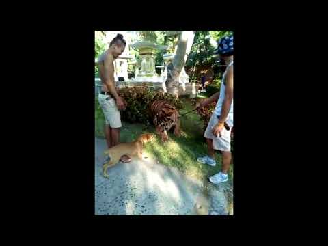 TIGER GOT SCARED OF A DOG!!!!