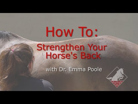 Strengthening Your Horse's Neck, Back and Pelvis- Develop the Topline with Three Easy Exercises