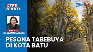 Bak Bunga Sakura di Jepang, Pohon Tabebuya di Desa Pendem Kota Batu Jadi Primadona Wisatawan