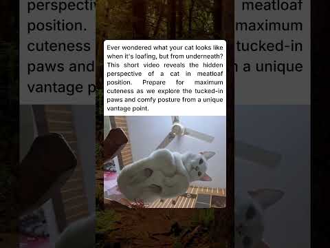 Underneath Cat Loaf: The Hidden View!
