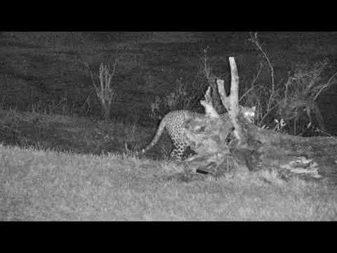 Djuma: Hosana male Leopard walks in as Duiker was walking around - 21:32 - 10/09/18