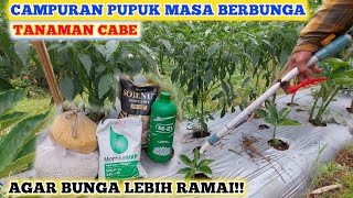 Download lagu FERTILIZER MIXTURE FOR CHILI PLANTS FLOWERING | FERTILIZER MIXTURE TO INCREASE CHILI PLANT FLOWERING mp3
