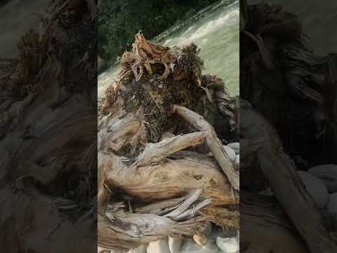 Good Morning from Tirthan Valley #shorts #sajni #tirthanvalley #ytshorts #trending #bmw #biketrip