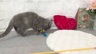 スコティッシュフォールドの動画02