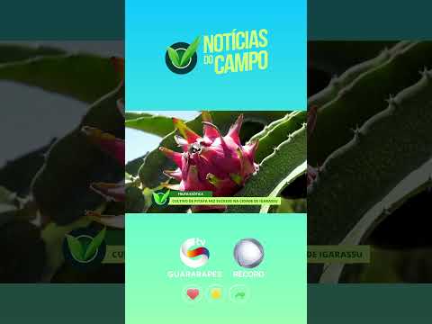 Cultivo da Pitaia é  destaque em Igarassu Pernambuco. #pitaia #agriculturafamiliar #fruticultura