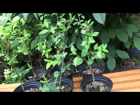 An Update on my 6 Blackthorn