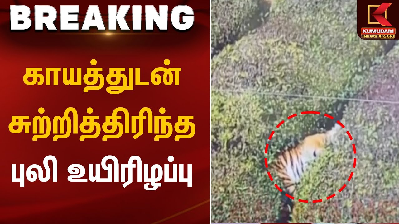 காயத்துடன் சுற்றித்திரிந்த புலி உயிரிழப்பு | Ooty | Tiger | Kumudam News